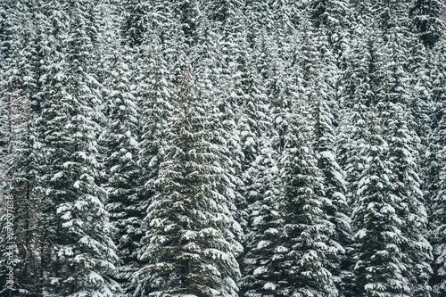 Landscape snow trees dense forest in winter. © Irina84