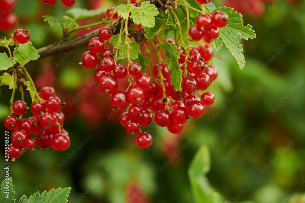 Red ripe juicy currant on the green branch at sunny day close up. Red currant bunch on sunlight. Redcurrant berries ribes rubrum. Flora of asia, europe and north america Red ripe juicy currant on the green branch at sunny day close up. Red currant bunch on sunlight. Redcurrant berries ribes rubrum. Flora of asia, europe and north america