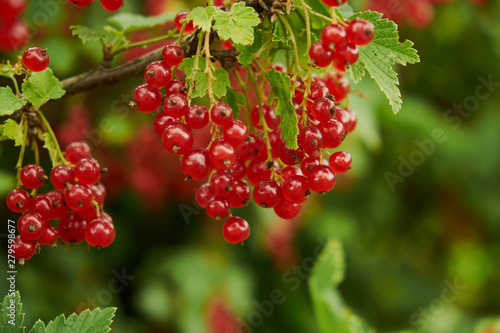 Red ripe juicy currant on the green branch at sunny day close up. Red currant bunch on sunlight. Redcurrant berries ribes rubrum. Flora of asia, europe and north america