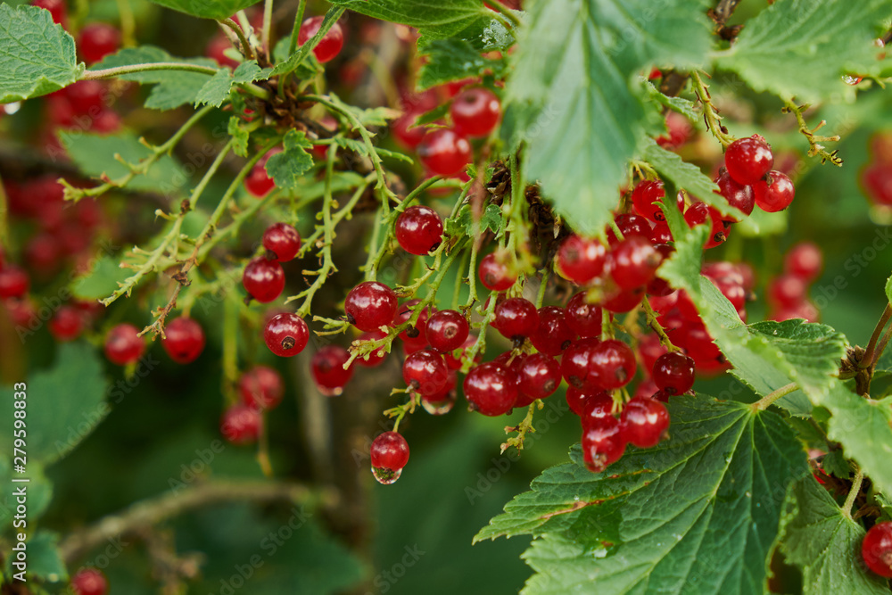 Red ripe juicy currant on the green branch at sunny day close up. Red currant bunch on sunlight. Redcurrant berries ribes rubrum. Flora of asia, europe and north america Red ripe juicy currant on the green branch at sunny day close up. Red currant bunch on sunlight. Redcurrant berries ribes rubrum. Flora of asia, europe and north america