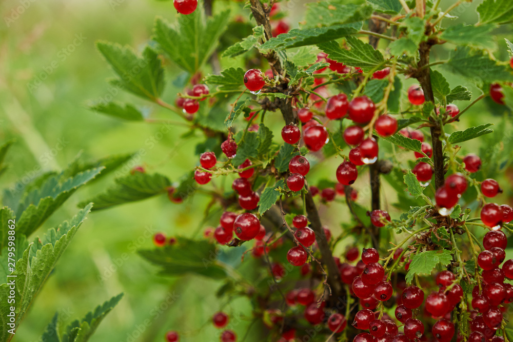 Red ripe juicy currant on the green branch at sunny day close up. Red currant bunch on sunlight. Redcurrant berries ribes rubrum. Flora of asia, europe and north america Red ripe juicy currant on the green branch at sunny day close up. Red currant bunch on sunlight. Redcurrant berries ribes rubrum. Flora of asia, europe and north america