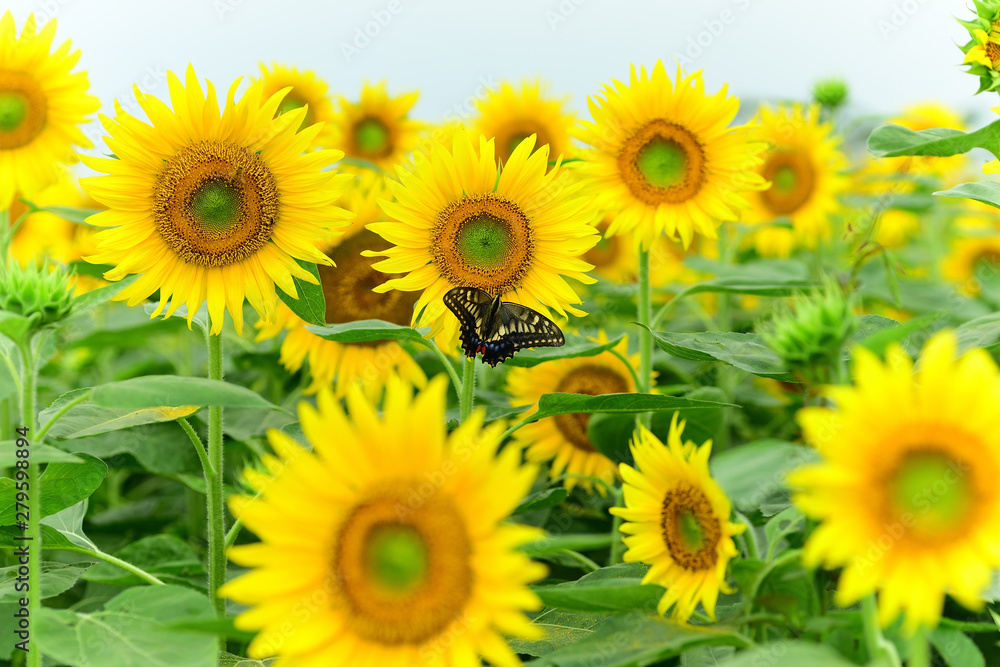 Sunflower and butterfly Sunflower and butterfly