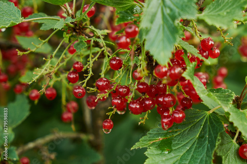 Red ripe juicy currant on the green branch at sunny day close up. Red currant bunch on sunlight. Redcurrant berries ribes rubrum. Flora of asia  europe and north america