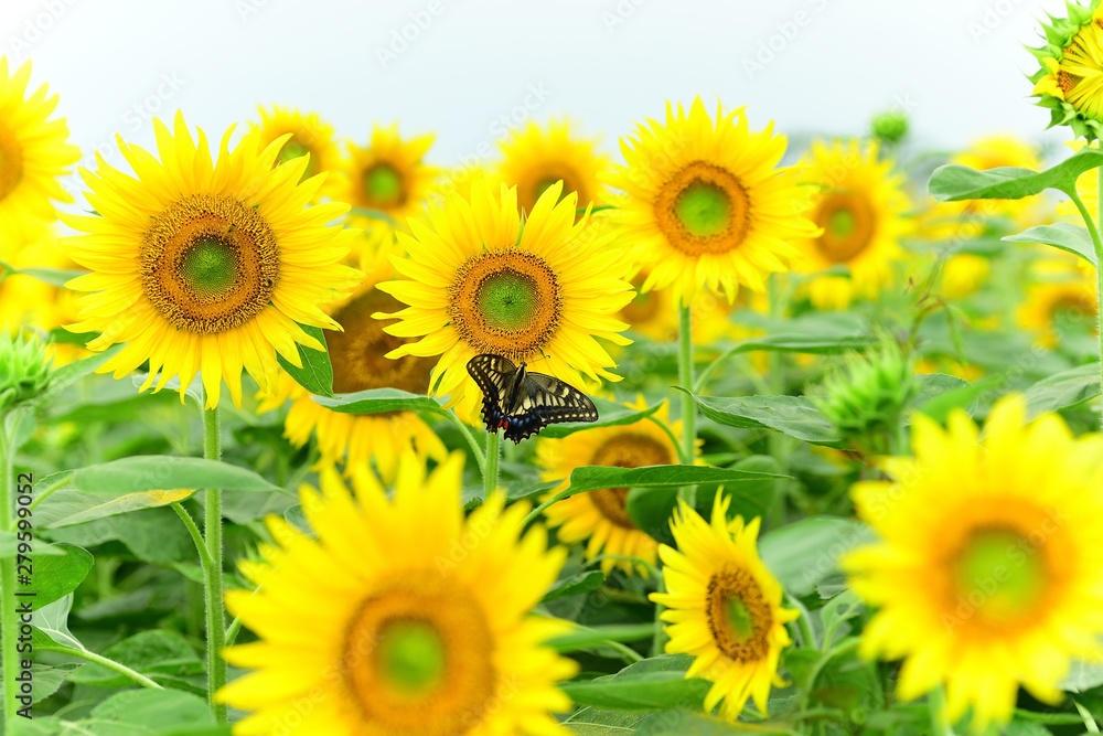 Obraz premium Sunflower and butterfly