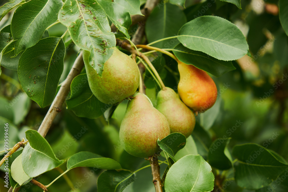 Pears on the tree. Selective focus Pears on the tree. Selective focus