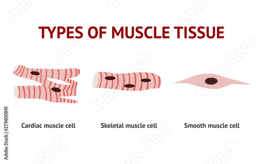 Types of Muscle tissue, anatomy, Vector Illustration on white background