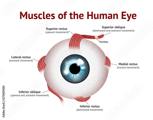 Muscles of Human eye, Eye muscle anatomy, , Blue eye, Vector Illustration on white background.