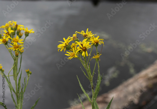 Jacobaea erucifolia or hoary ragwort flower (Senecio erucifolius) blooming in spring photo