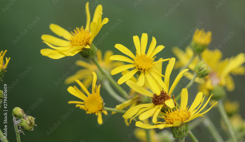 Jacobaea erucifolia or hoary ragwort flower (Senecio erucifolius) blooming in spring Jacobaea erucifolia or hoary ragwort flower (Senecio erucifolius) blooming in spring
