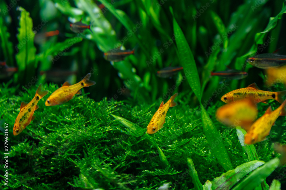 small fish in aquarium on a green background small fish in aquarium on a green background