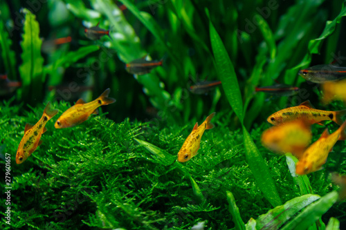 small fish in aquarium on a green background