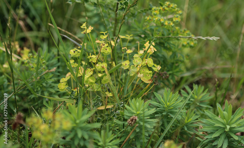 Blooming Euphorbia cyparissias, the cypress spurge plant in spring