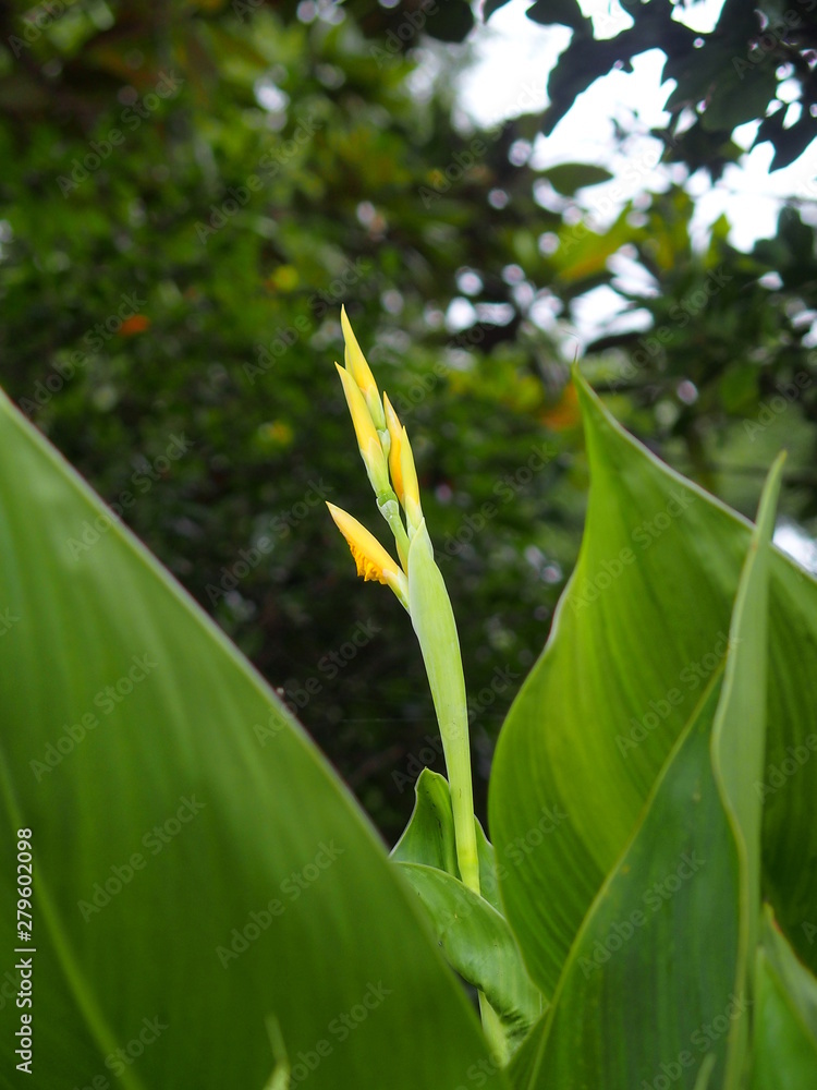 Obraz premium カンナの蕾と若葉