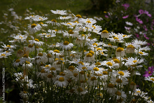 Summer flowers. Small bright white daisy flowers close up.