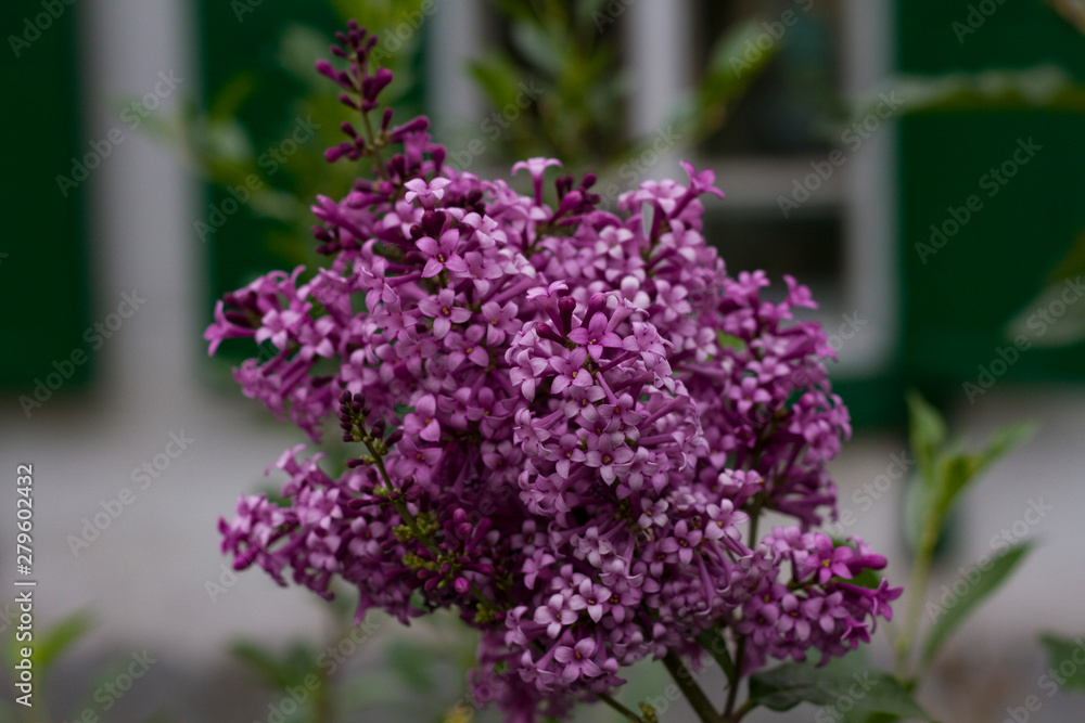Summer flowers. Small bright pink lilac flowers close up. Summer flowers. Small bright pink lilac flowers close up.