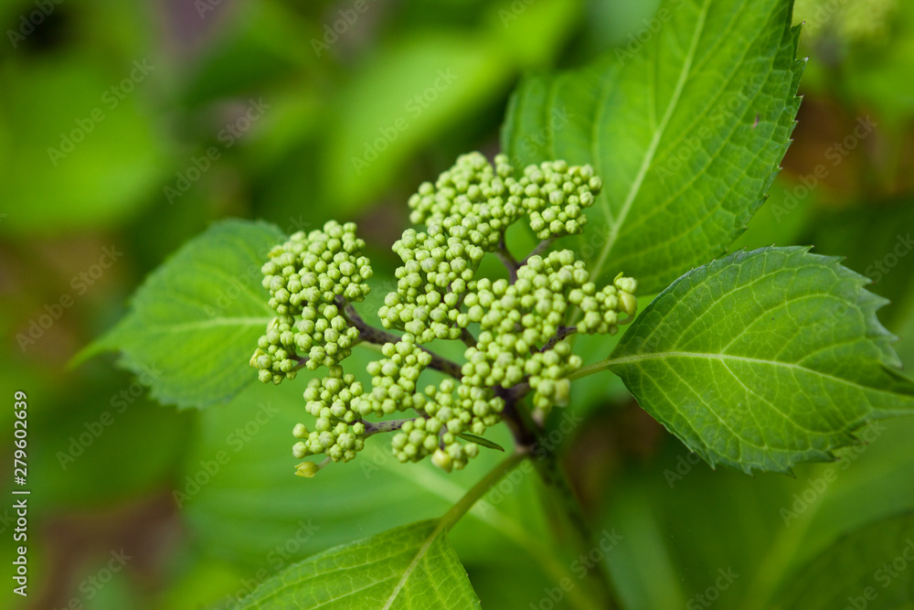 紫陽花のつぼみ 紫陽花のつぼみ
