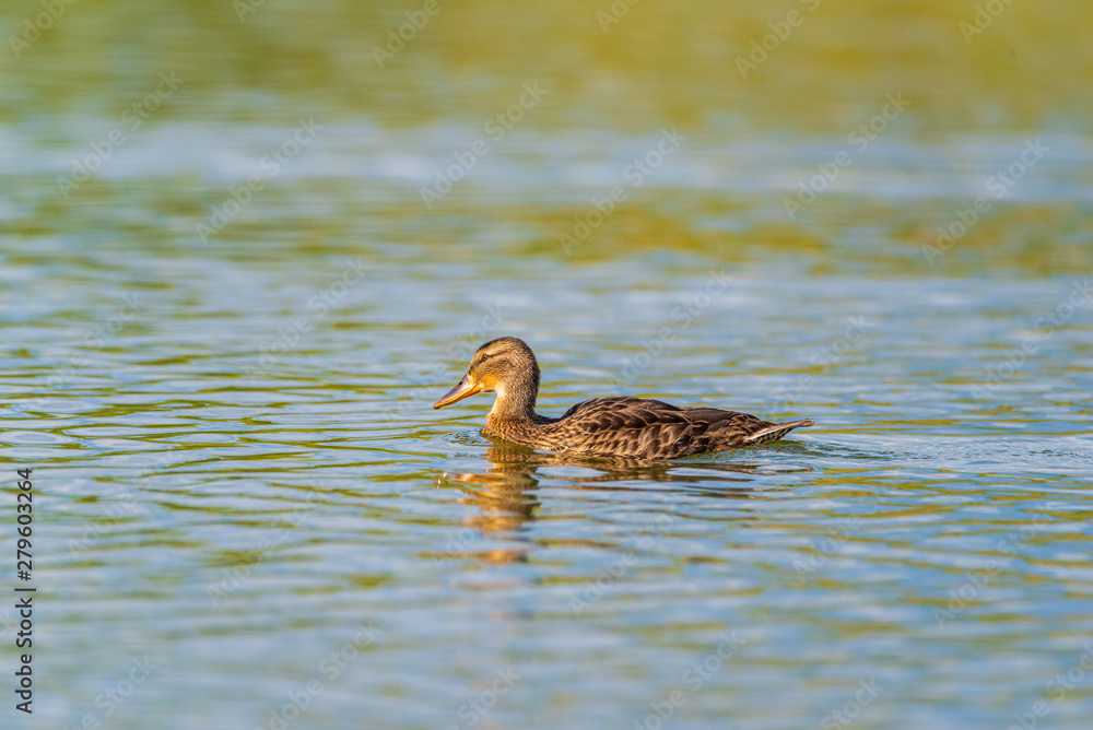 Portrait of a wild duck swimming on water. Photographed close up. Portrait of a wild duck swimming on water. Photographed close up.