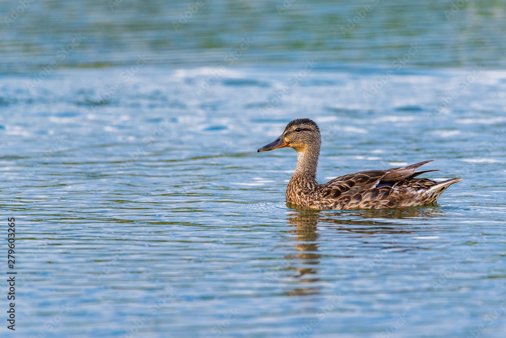 Portrait of a wild duck swimming on water. Photographed close up. Portrait of a wild duck swimming on water. Photographed close up.