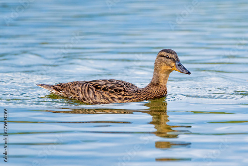 Portrait of a wild duck swimming on water. Photographed close up.