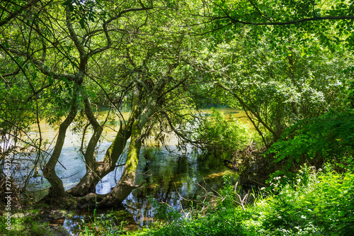 Trees on Umia river photo