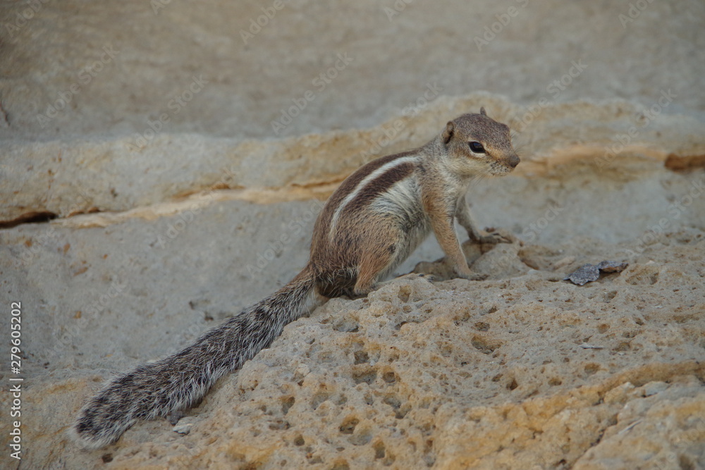 Atlashörnchen auf Fuerteventura