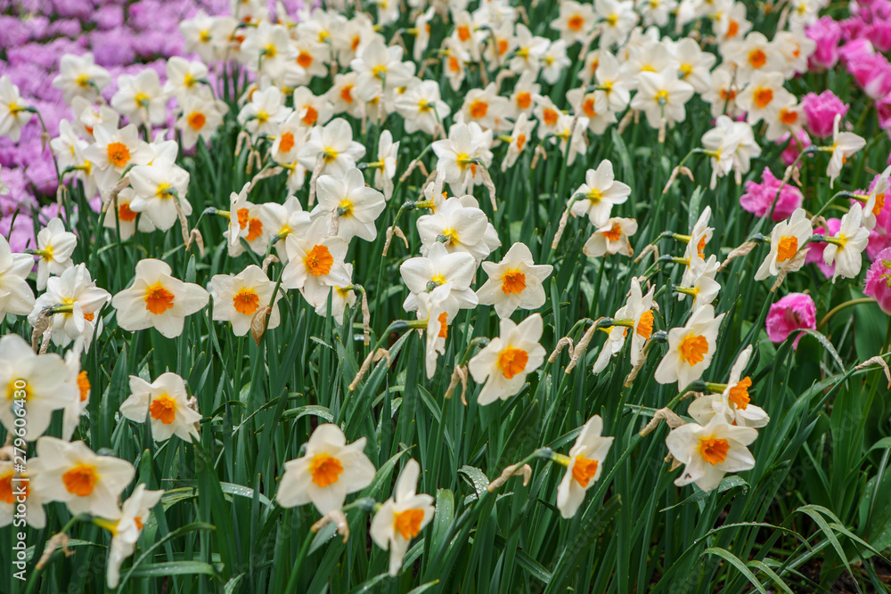 Beautiful exotic tulip flowers cultivated in Netherlands garden Beautiful exotic tulip flowers cultivated in Netherlands garden
