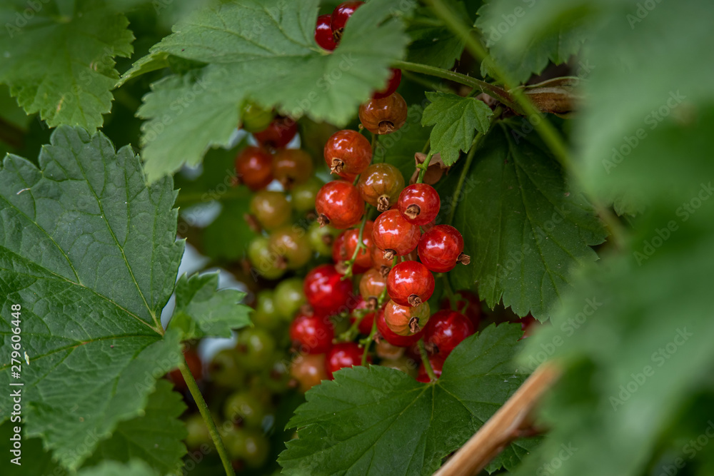 Red Currants Red Currants