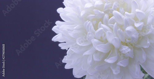 flowers of delicate white chrysanthemum macro photo on a dark background free space for your text © DmitrySolmashenko