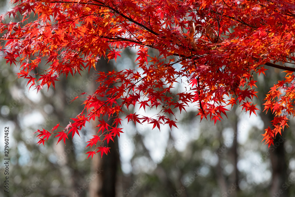 Red japanese maple tree with blurred background. Red japanese maple tree with blurred background.