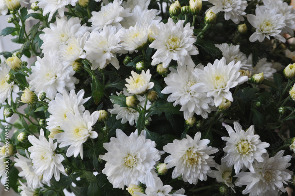 Obraz premium Background of flowers. White chrysanthemums.