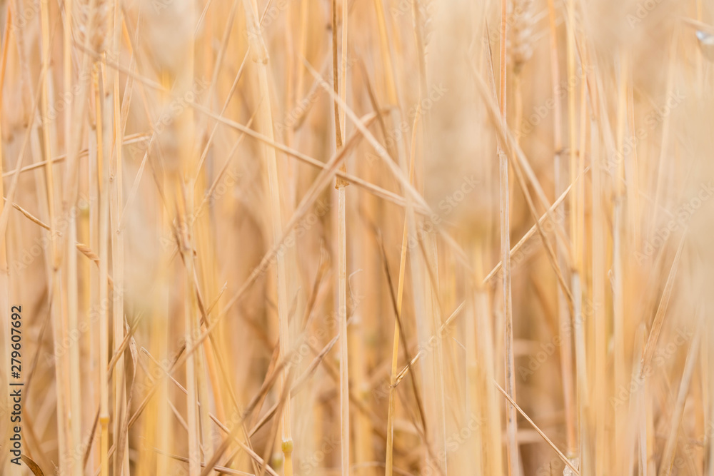 cereals under the soft light of the sunset cereals under the soft light of the sunset