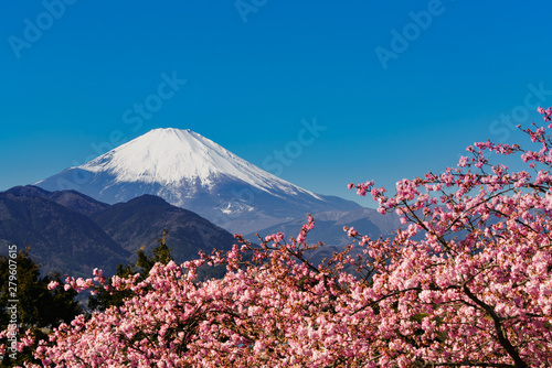 満開の河津桜と富士山 松田山