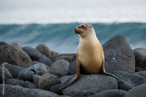 Galapagos Sea Lion perched on a rocky coastline