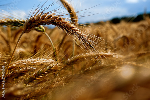wheat blue sky field brown toning effect. Ears of wheat field fluttering in the wind. wheat blur landscape.