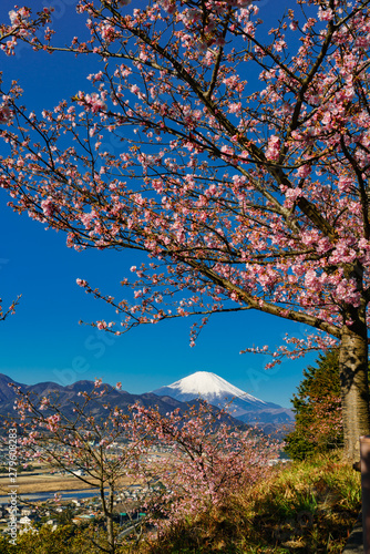 満開の河津桜と富士山　松田山