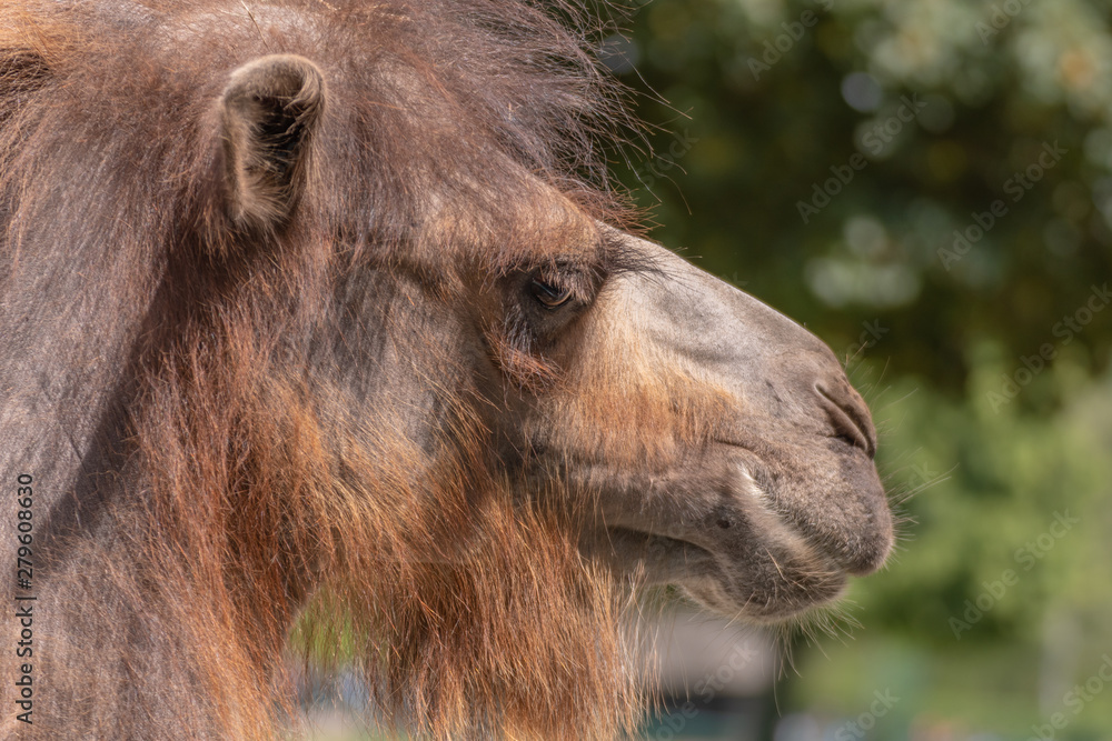 portrait of camel