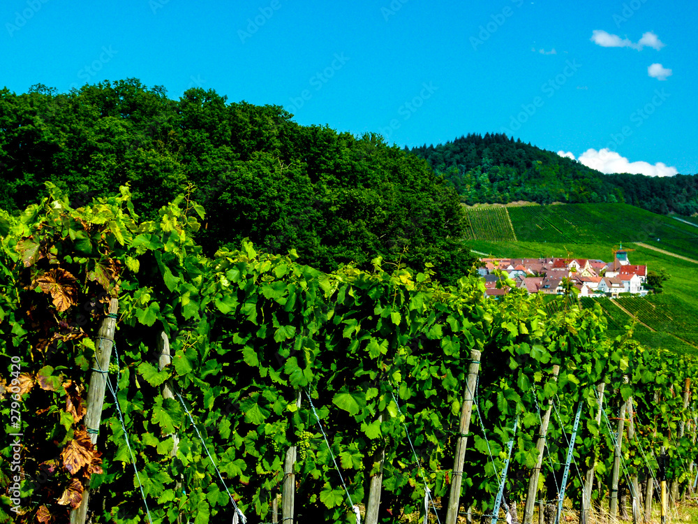 Weinreben mit Bauerndorf am Weinberg im Hintergrund