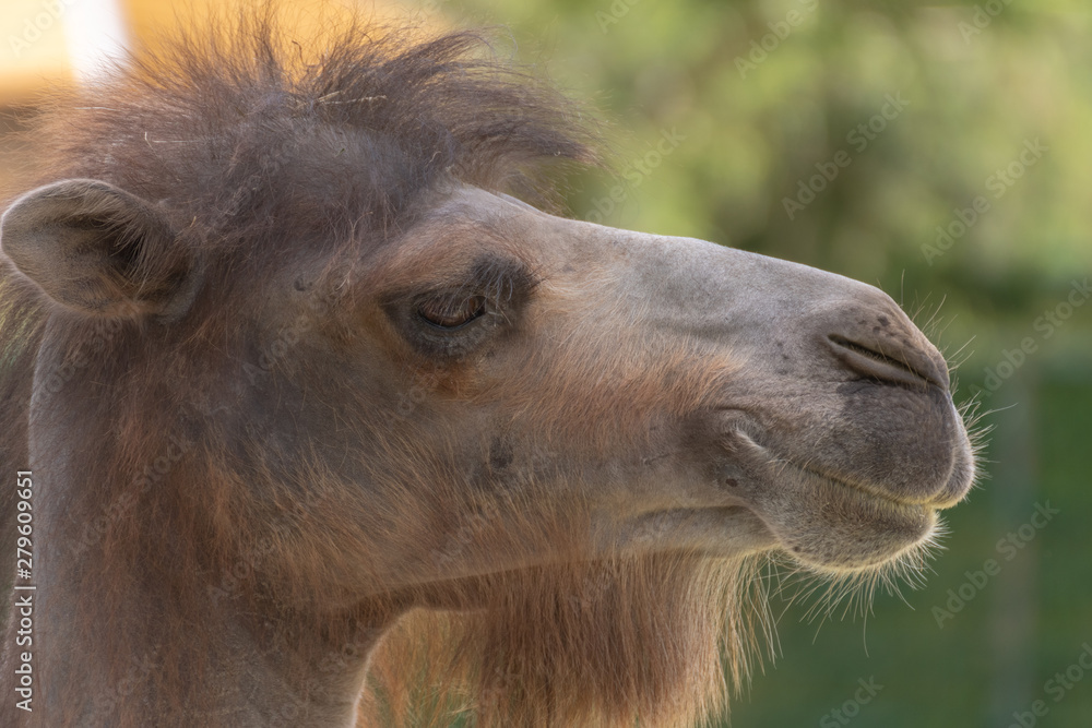 Portrait of a camel. Portrait of camel in the zoo