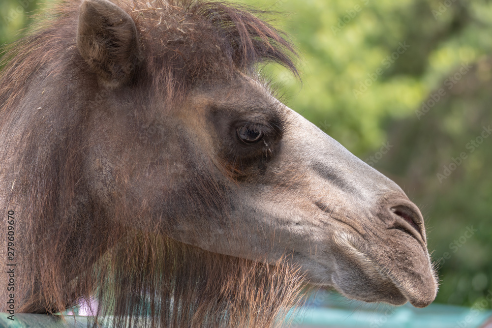 Obraz premium Portrait of a camel. Portrait of camel in the zoo