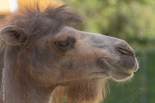 Portrait of a camel. Portrait of camel in the zoo © mariusgabi