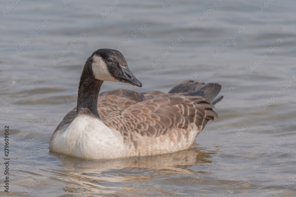 Close-up portrait of a mallard duck. Wild duck and ducklings Close-up portrait of a mallard duck. Wild duck and ducklings