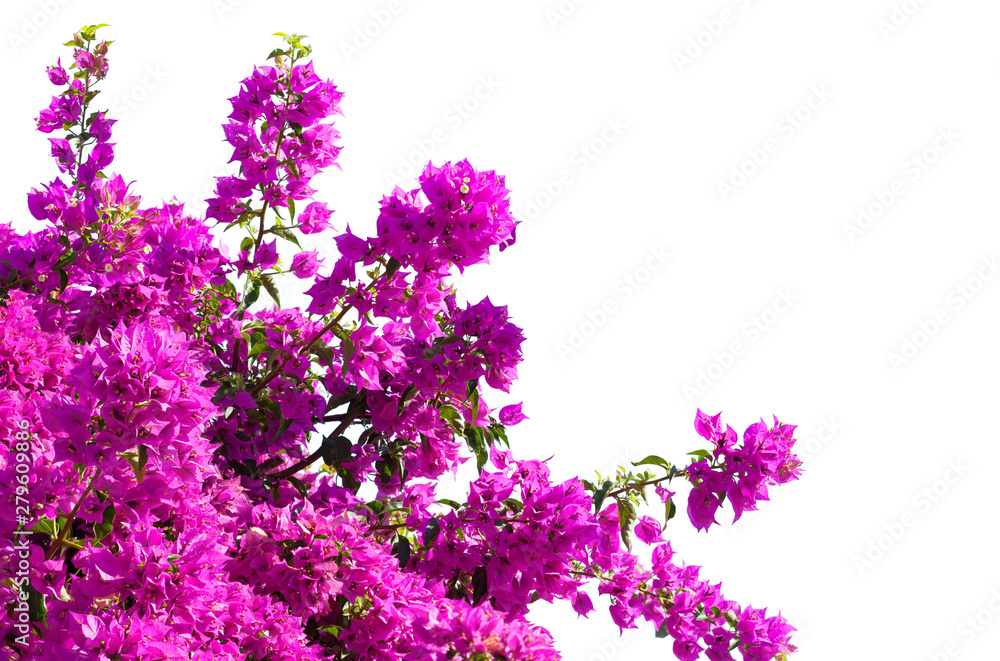 Blooming  Bougainvillea of magenta color  isolated on white background.