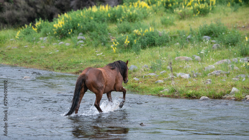 Kaimanawa wild horse running across the river in Kaimanawa ranges Kaimanawa wild horse running across the river in Kaimanawa ranges