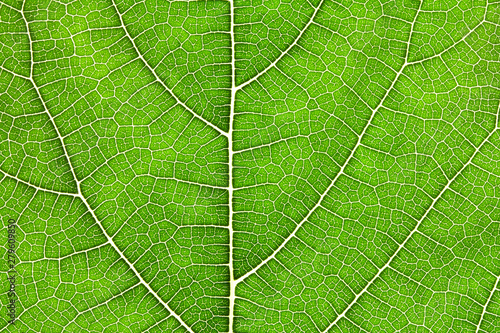 Close up the green leaf texture as green nature abstract background