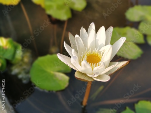 White lotus in water