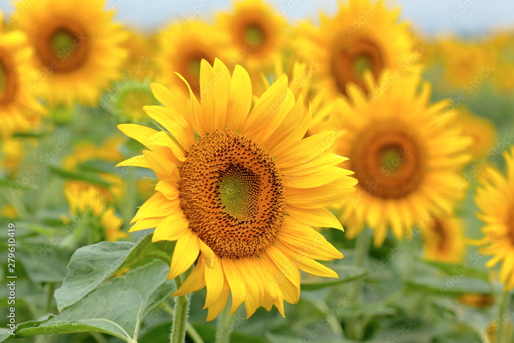 It has become the best time to see sunflowers.