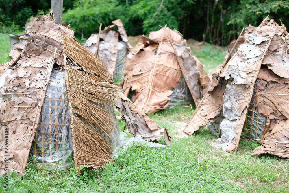 Fototapeta premium straw mushroom growing in farm