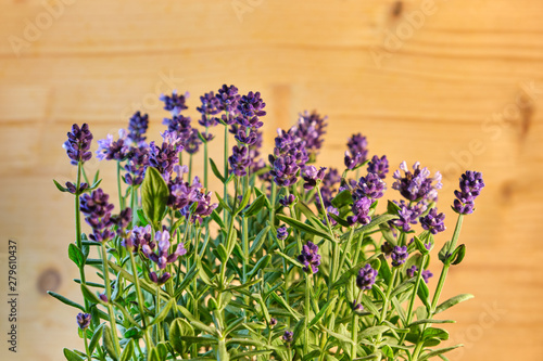 Fresh lavender flowers in aromatic decoration at home