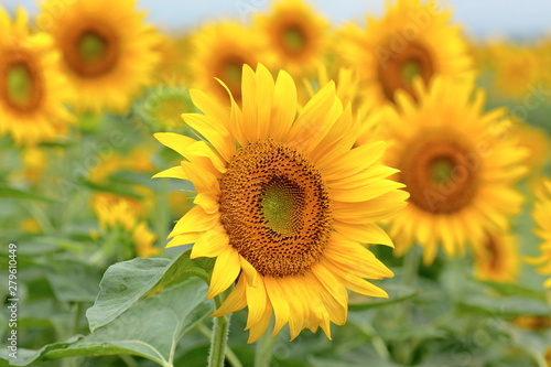Fototapeta Naklejka Na Ścianę i Meble -  It has become the best time to see sunflowers.