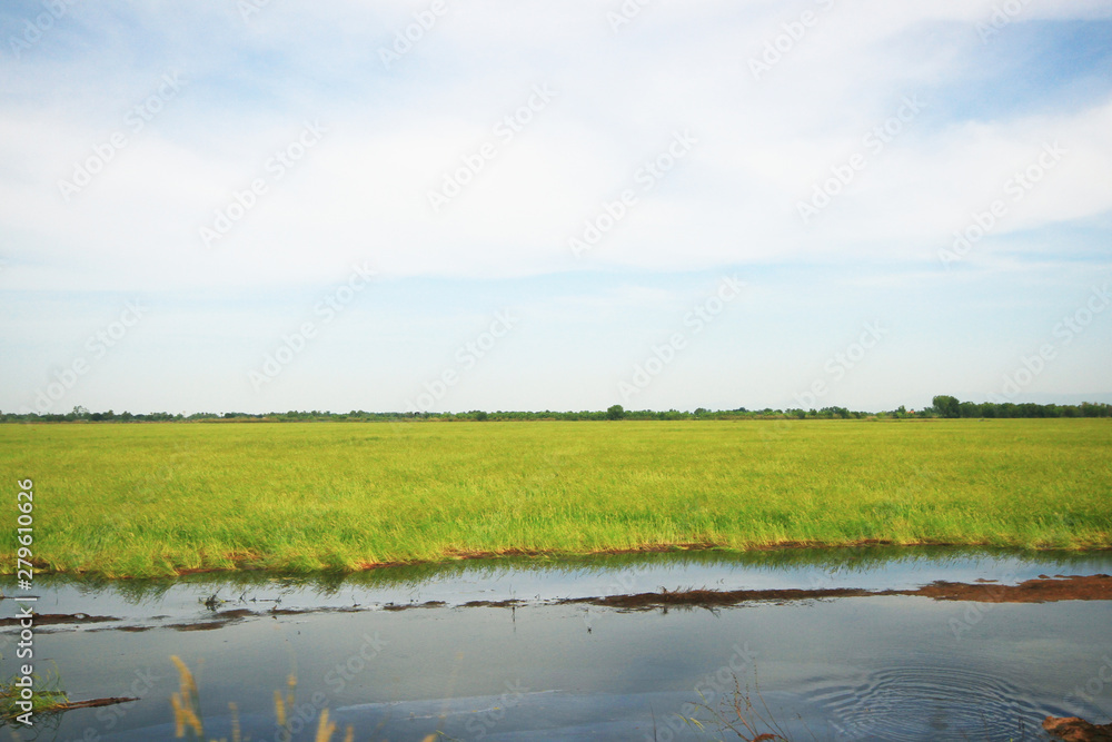 Beautiful Landscape of Fresh green rice fields and plantations near canal in Thailand Beautiful Landscape of Fresh green rice fields and plantations near canal in Thailand